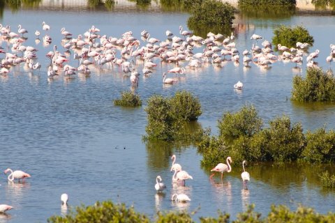 Lägenhet till försäljning i Al Zorah, Ajman, UAE 2 sovrum, 217 kvm Nr. 635072 - fotografi 26