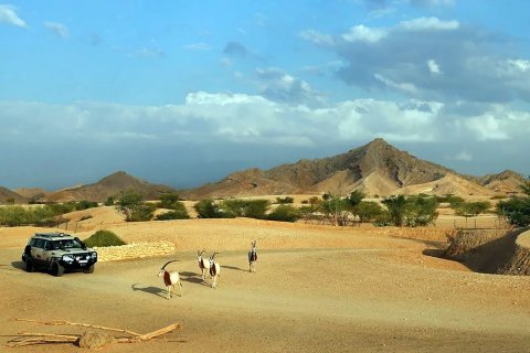 Al Khabisi - fotografie 4